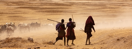 Masajové se stádem dobytka Foto: Depositphotos
