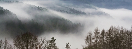 Křivoklátské lesy v zimním oparu Foto: Depositphotos