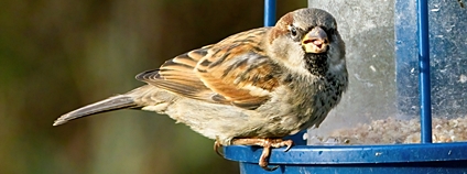 Vrabec domácí na krmítku Foto: Depositphotos