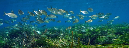 Ryby a mořská tráva ve Středozemním moři Foto: Depositphotos
