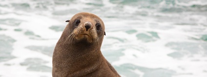 Lachtan Fosterův Foto: Depositphotos