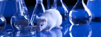 Krysa v laboratoři Foto: Depositphotos