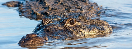 Krokodýl americký Foto: Depositphotos