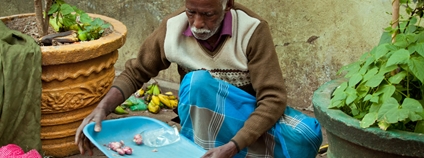 Srílančan přebírající cibuli Foto: Depositphotos