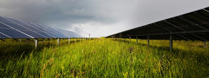 Tráva mezi fotovoltaickými panely Foto: Depositphotos