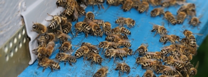 Včely u úlu Foto: Depositphotos