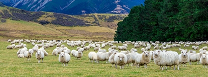 Stádo ovcí a jehňat na Jižním ostrově Nového Zélandu Foto: Depositphotos