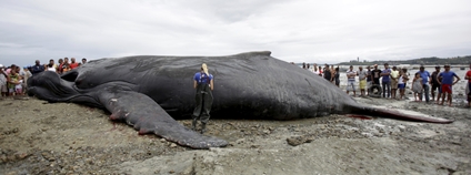 Velryba hrbatá umírá na mělčině na pláži v Coutos ve městě Salvador Foto: Depositphotos