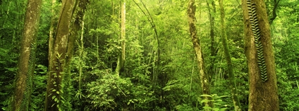 Deštný prales na Borneu Foto: Depositphotos