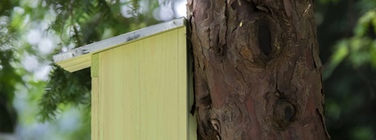 Ptačí budka Foto: Depositphotos