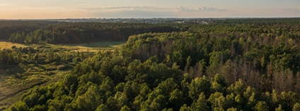 Bělověžský prales Foto: Depositphotos