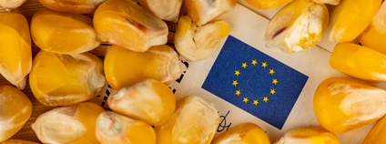 Vlajka EU v kukuřici Foto: Depositphotos