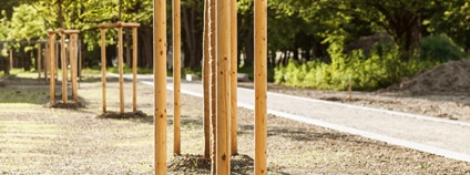 Nová výsadba Foto: Depositphotos