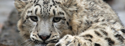 Irbis, neboli sněžný leopard Foto: Depositphotos