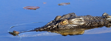 Krokodýl Foto: Depositphotos