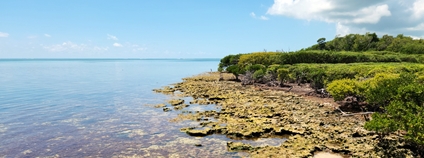 Korálový útes a mangrovové pobřeží v Tavernier Key na Floridě Foto: Depositphotos