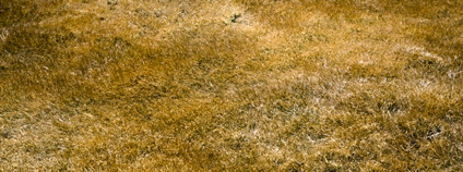 Suchá tráva Foto: Depositphotos