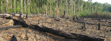 Odlesňování amazonského pralesa Foto: Depositphotos