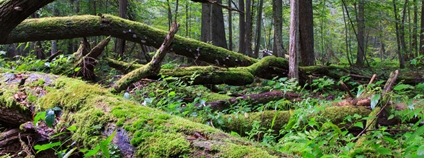 Les s mrtvým dřevem Foto: Depositphotos