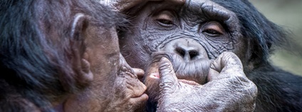 Šimpanz bonobo Foto: Depositphotos