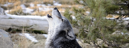 Vlk v Yellowstonském parku Foto: Depositphotos