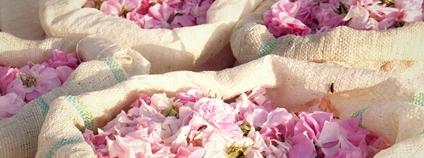 Pytle s okvětními lístky růží Foto: Depositphotos