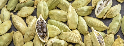 Kardamon Foto: Depositphotos