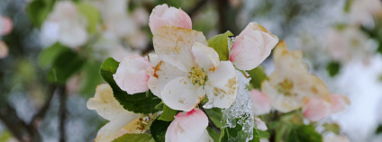Zmrzlý květ jabloně Foto: Depositphotos