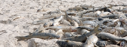 Mrtvé ryby v Brazílii Foto: Depositphotos