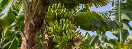 Banánová plantáž na Martiniku Foto: Depositphotos