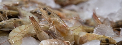 Krevety Foto: Depositphotos