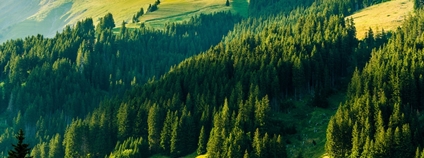 Lesy ve švýcarských Alpách Foto: Depositphotos