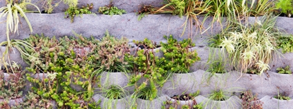 Vertikální zahrada Foto: Depositphotos