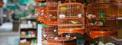 Ptačí trh v Asii Foto: Depositphotos