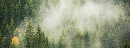 Kouř z jehličnatého lesa Foto: Depositphotos