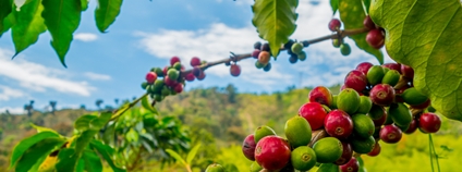 Kávová plantáž ve městě Manizales, Kolumbie Foto: Depositphotos