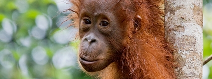 Orangutaní mládě Foto: Depositphotos