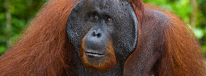 Orangutaní samec Foto: Depositphotos