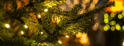 Větev vánočního stromu se světýlky Foto: Depositphotos