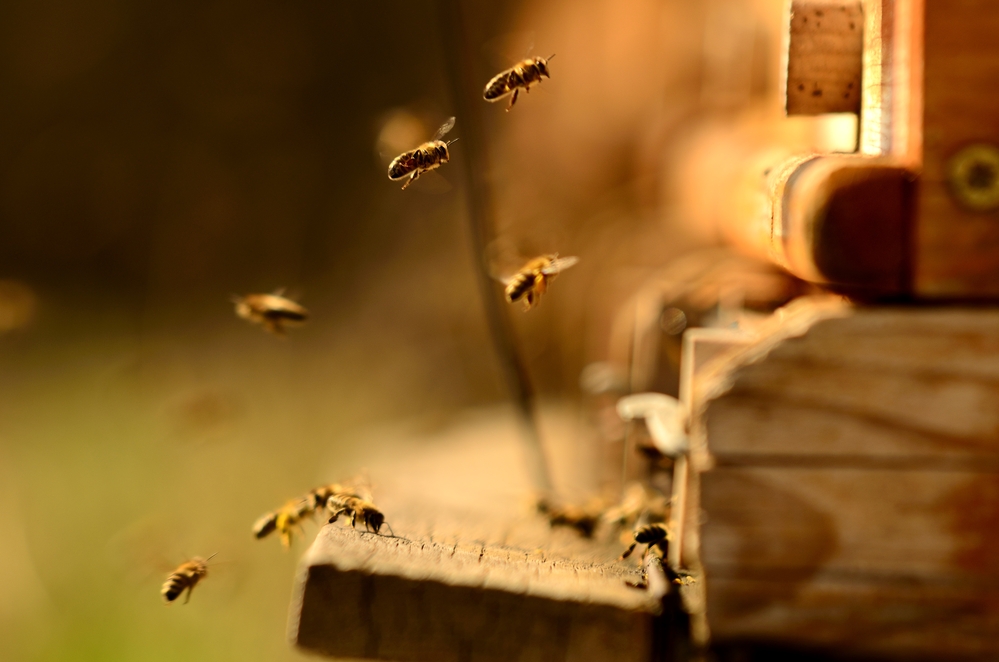 V Mladé Boleslavi budou mít na podzim první medovinu z městské včelnice