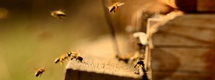 Včely u česna Foto: Depositphotos