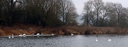 Mezinárodní sčítání vodních ptáků Foto: DES OP - Záchranná stanice živočichů Plzeň