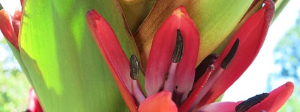 Doryanthes palmeri Foto: Paebi Wikimedia Commons