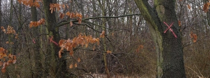 Označení stromů vedle přírodní památky Velká skála upozornilo místní obyvatele na plánované kácení.