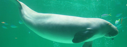 Moroň indický, neboli dugong. Foto: Joel Abroad / Flickr.com