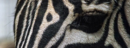 Zebra Chapmanova Foto: Daniel Coomber Flickr