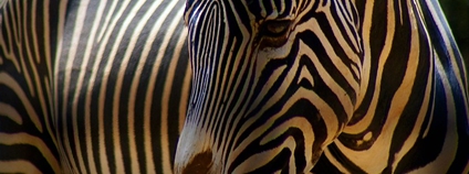 Zebra stepní Foto: Adriano Amalfi Flickr