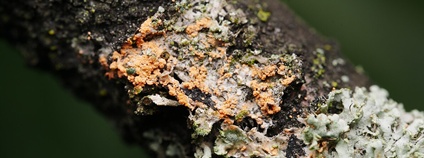 Lišejník Erythricium aurantiacum Foto: Alexis Wikimedia Commons