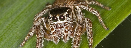 Pavouk čeledi skákavkovitých Foto: Olaf Leillinger Wikimedia Commons