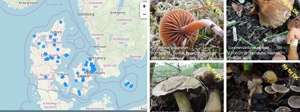 foto: Danmarks svampeatlas foto: Danmarks svampeatlas